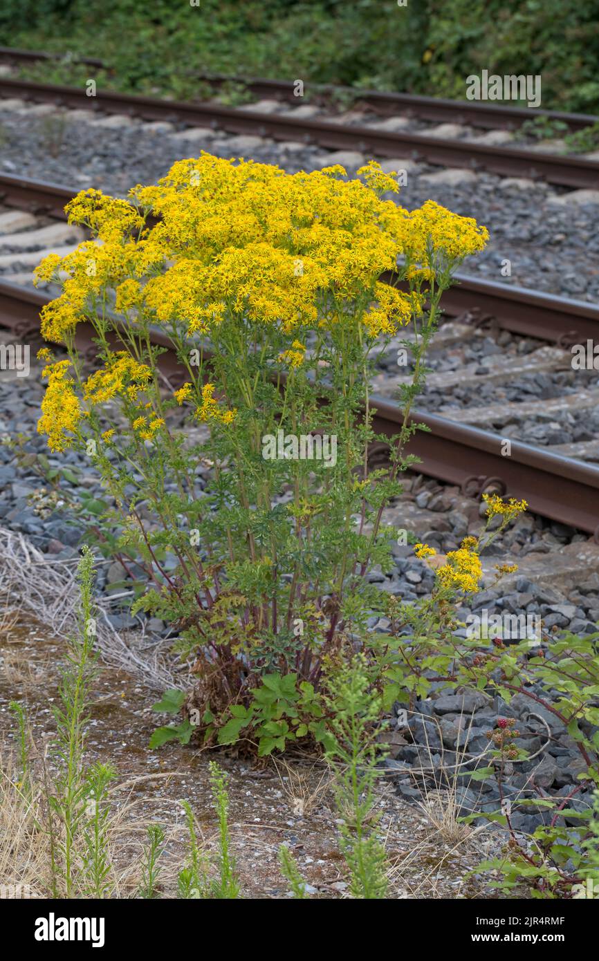 Ragwort comune, willie stinking, ragwort Tansy, ragwort Tansy (Senecio jacobaea), fiorendo vicino alle piste ferroviarie, Germania Foto Stock