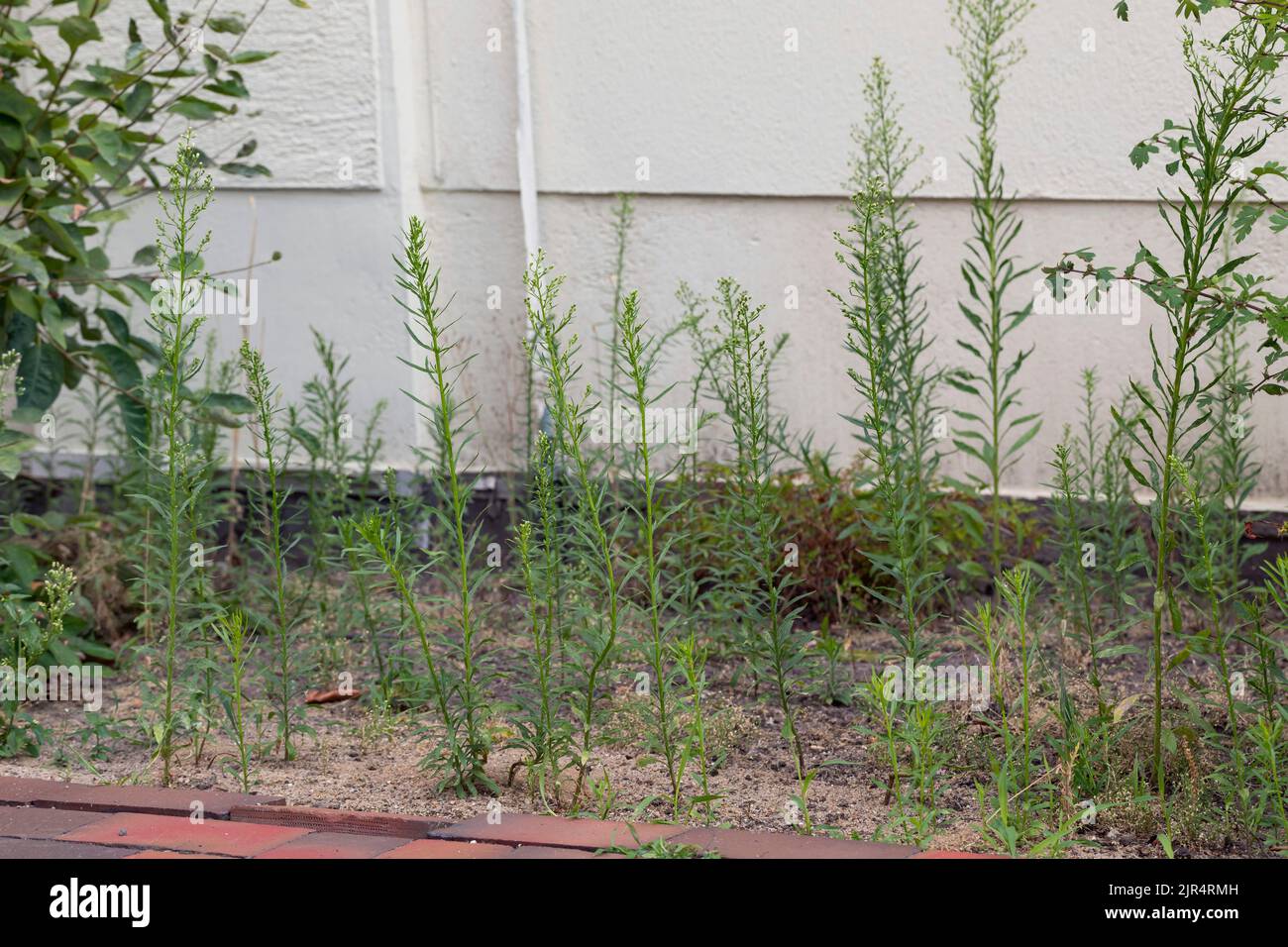 L'erba di cavallo, il fleabano canadese (Conyza canadensis, Erigeron canadensis), cresce su un campo di detriti, in Germania Foto Stock