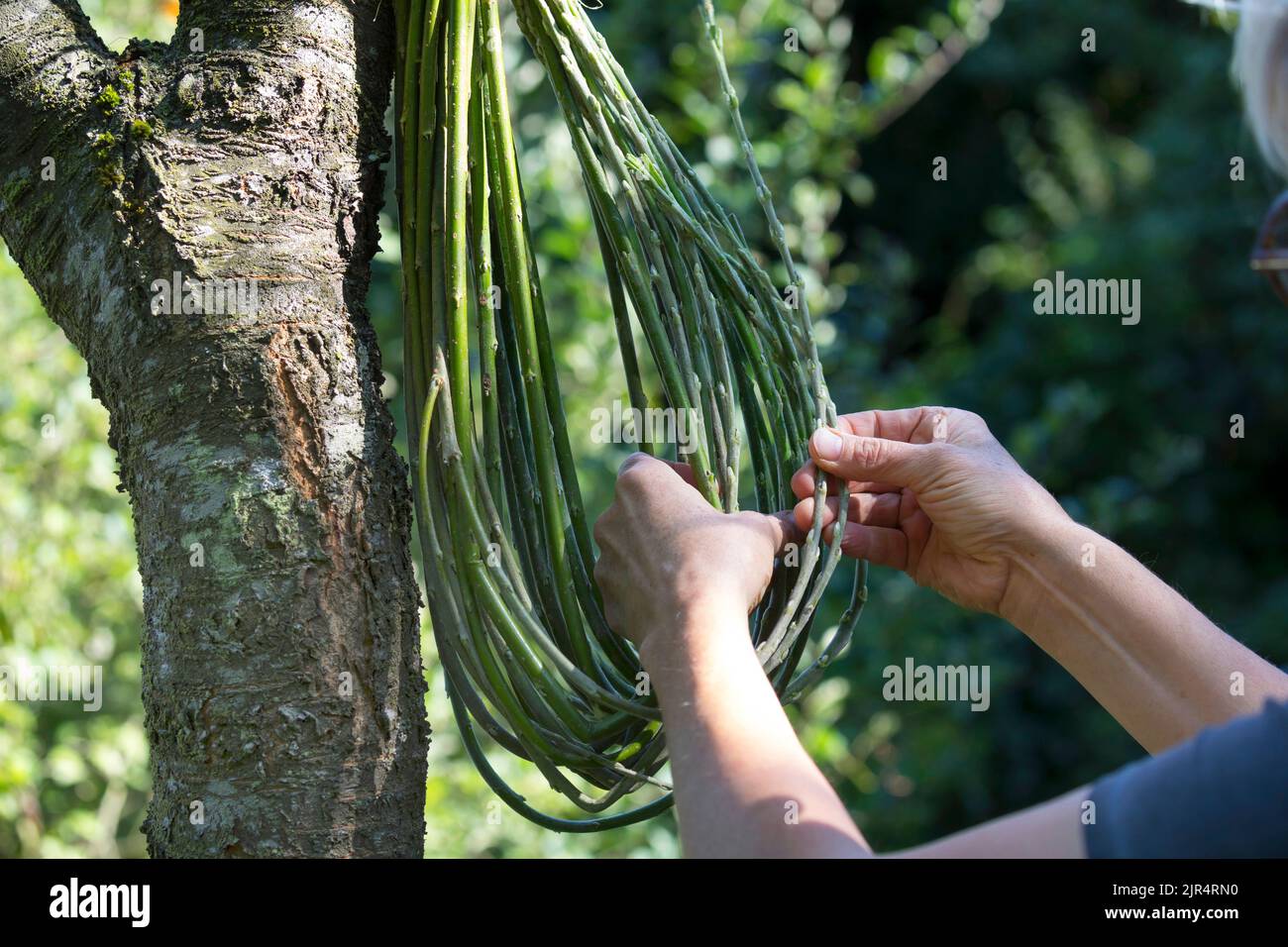 legatura di un sacchetto di nesting da ramoscelli e tendri flessibili, aiuto di nesting ad un tronco dell'albero Foto Stock