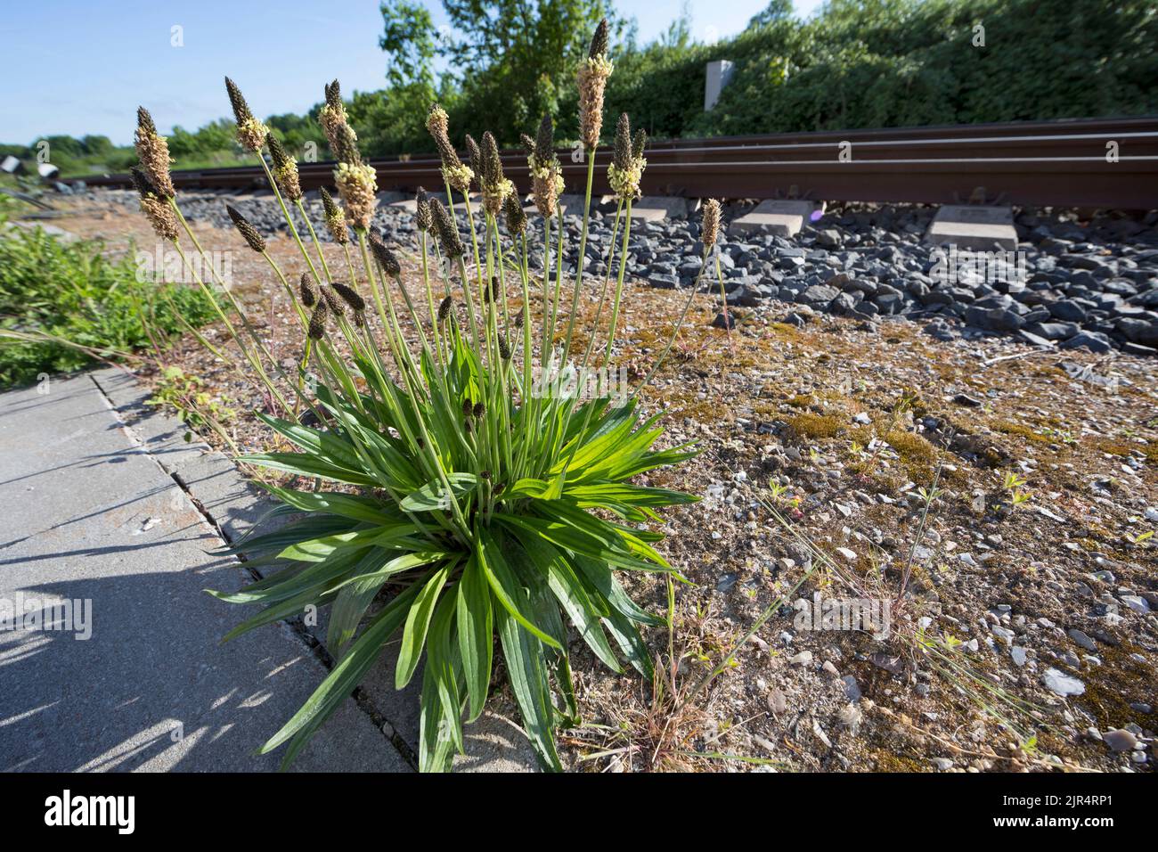 buckhorn plantain, inglese plantain, ribwort plantain, RIB grass, ripple grass (Plantago lanceolata), accanto ai binari ferroviari, Germania Foto Stock