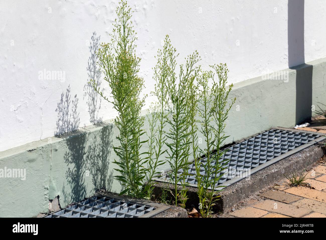 L'erba di cavallo, il fleabano canadese (Conyza canadensis, Erigeron canadensis), cresce nelle fessure di pavimentazione in una parete della casa, in Germania Foto Stock