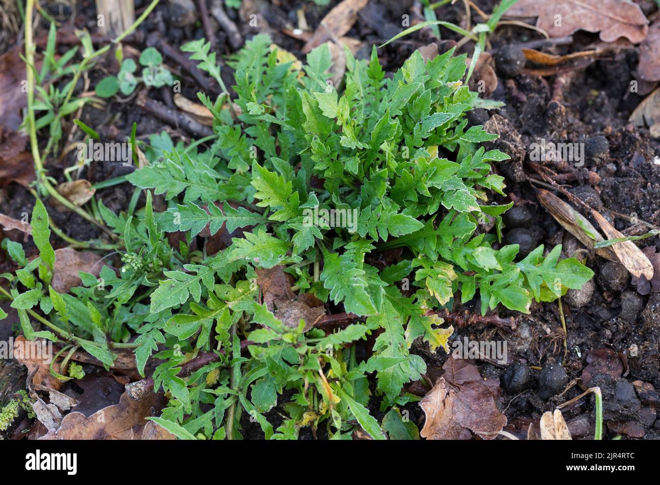Pastore-portamonete (Capsella bursa pastoris-), leaf rosetta, Germania Foto Stock