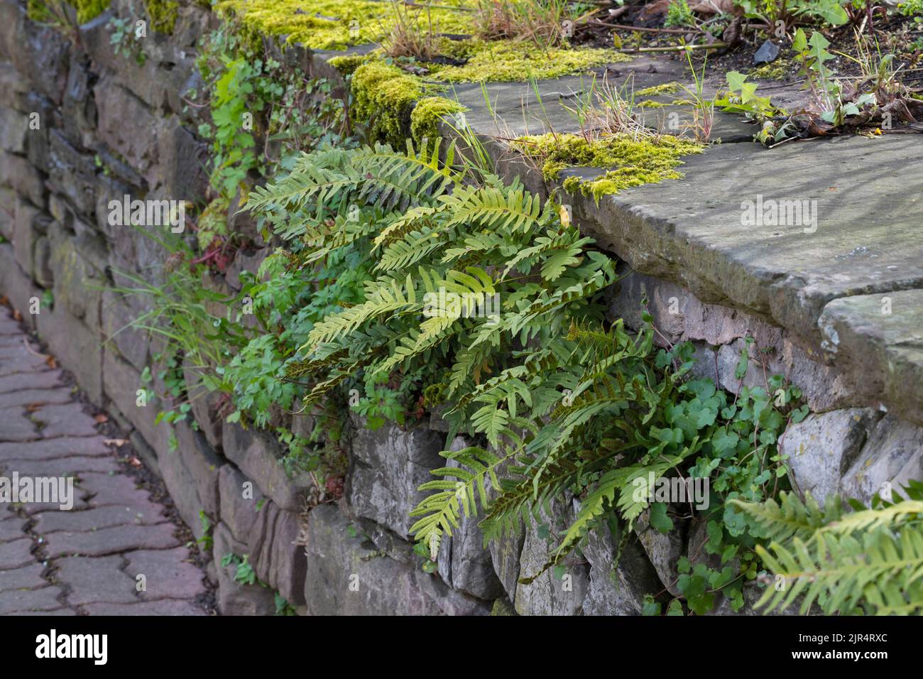 Polipody comune (Polypodium vulgare), cresce negli spazi di un muro di pietra, Germania Foto Stock