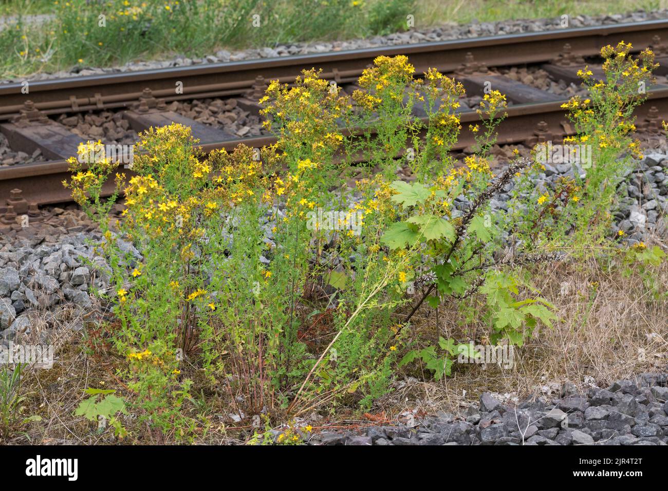 Comune St Johns-Wort, perforare St Johns-Wort, klamath Weed, St Johns-Wort (Hypericum perforatum), fiorendo accanto alle rotaie, Germania Foto Stock
