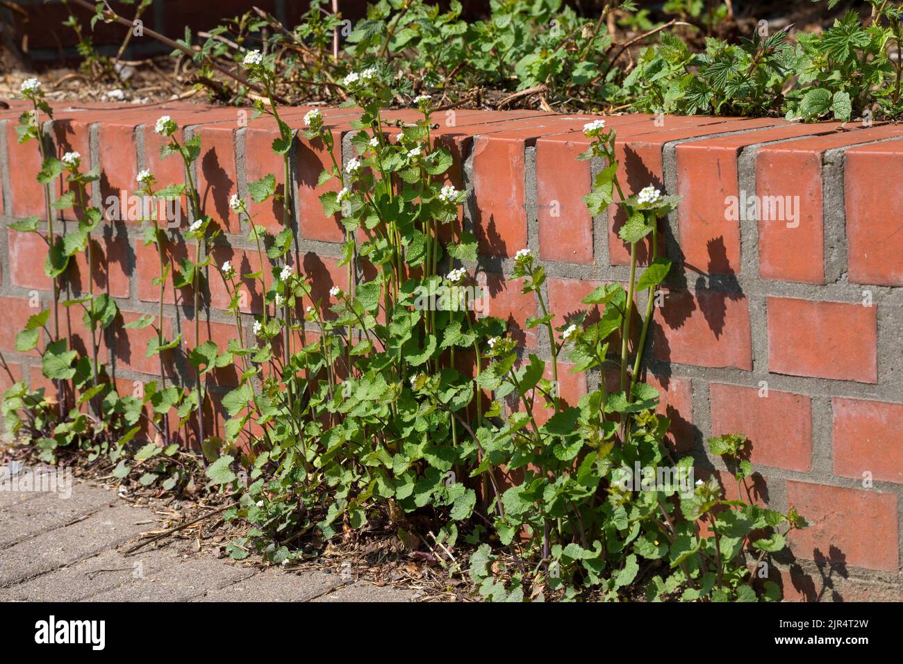 La senape all'aglio, l'aglio dell'orlo, Jack-by-the-Hedge (Alliaria petiolata), cresce in una fessura di pavimentazione lungo un muro, in Germania Foto Stock