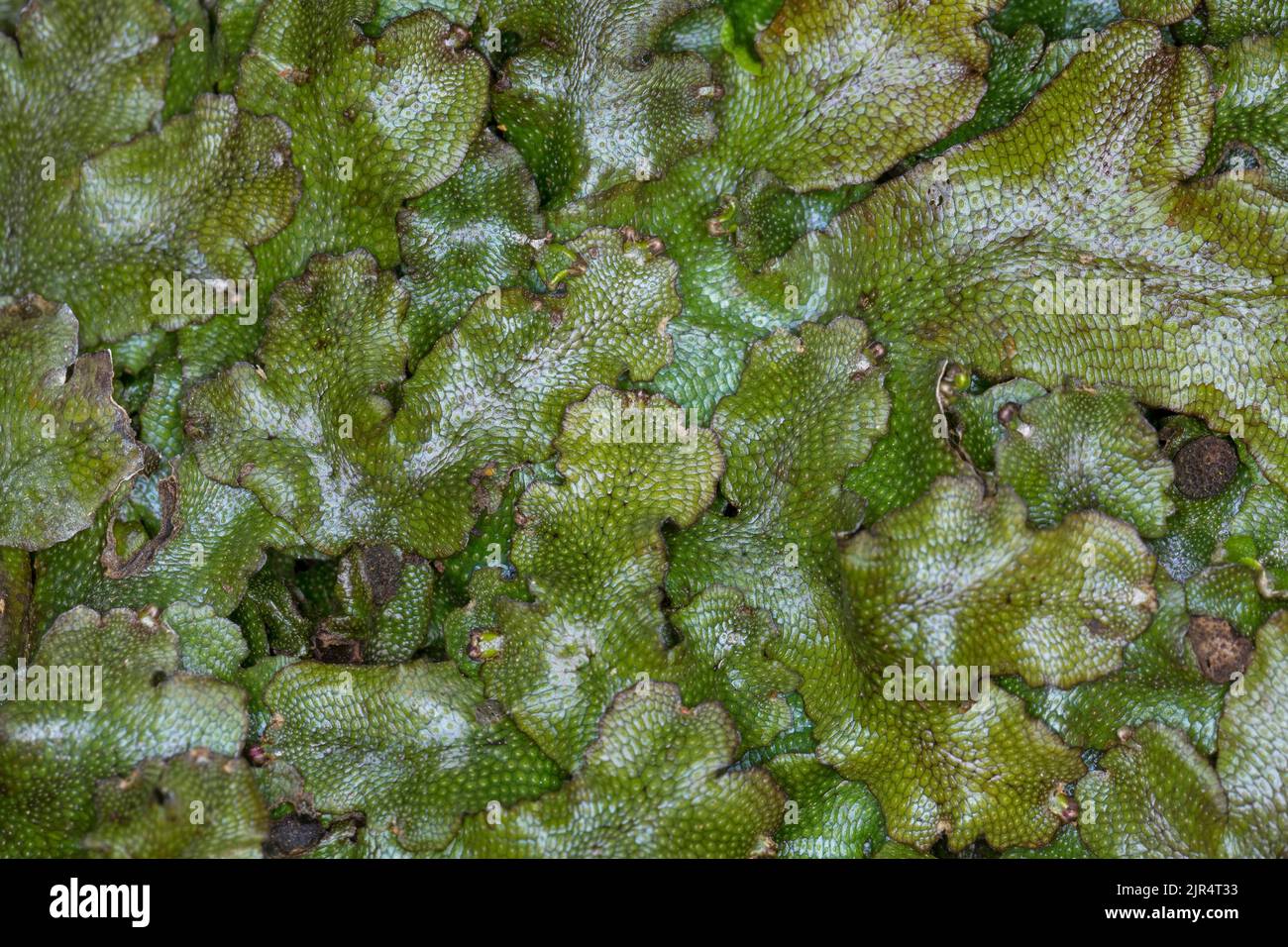 Grande liverwort profumato, liverwort di Snakeskin (Conocephalum conicum), primo piano dall'alto, Germania Foto Stock