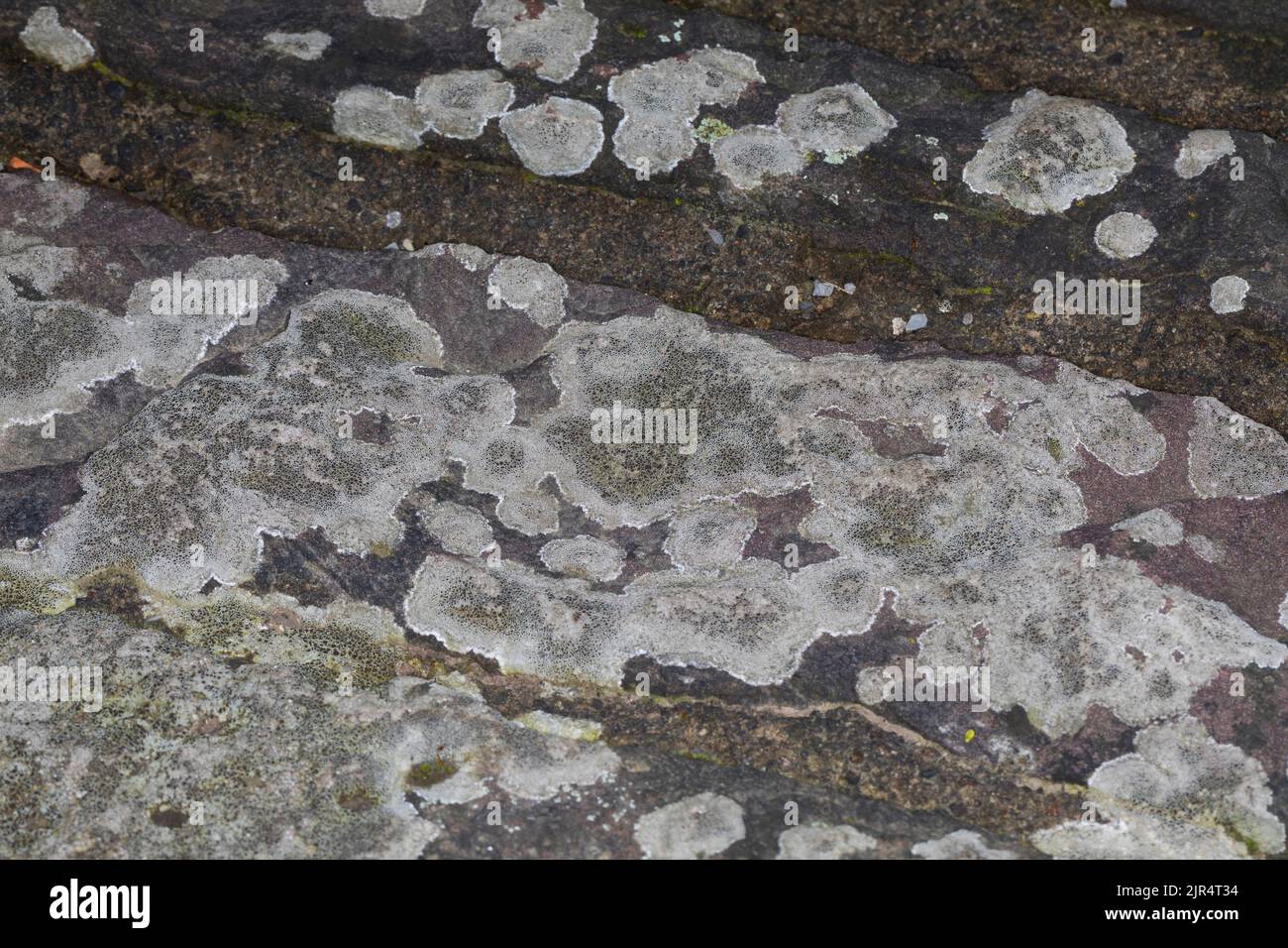 Il lichene di Crustose (Lecanora campestris), cresce su un muro, Germania Foto Stock
