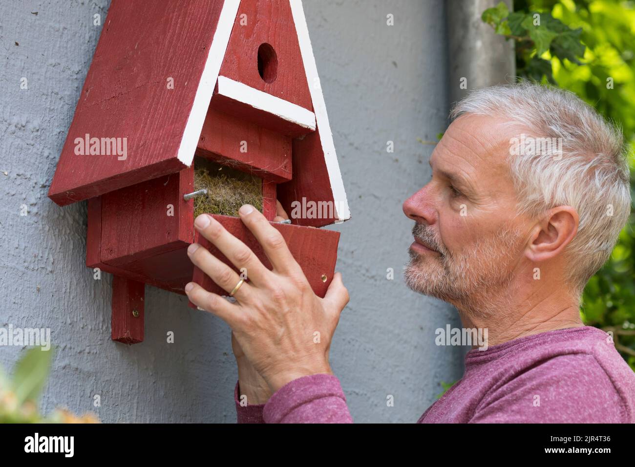 uomo che rimuove un vecchio nido da una scatola di nido fatta in casa Foto Stock