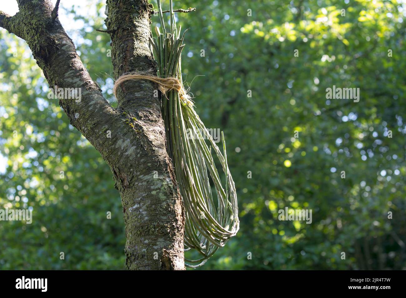 legatura di un sacchetto di nesting da ramoscelli e tendri flessibili,  aiuto di nesting ad un tronco dell'albero Foto stock - Alamy