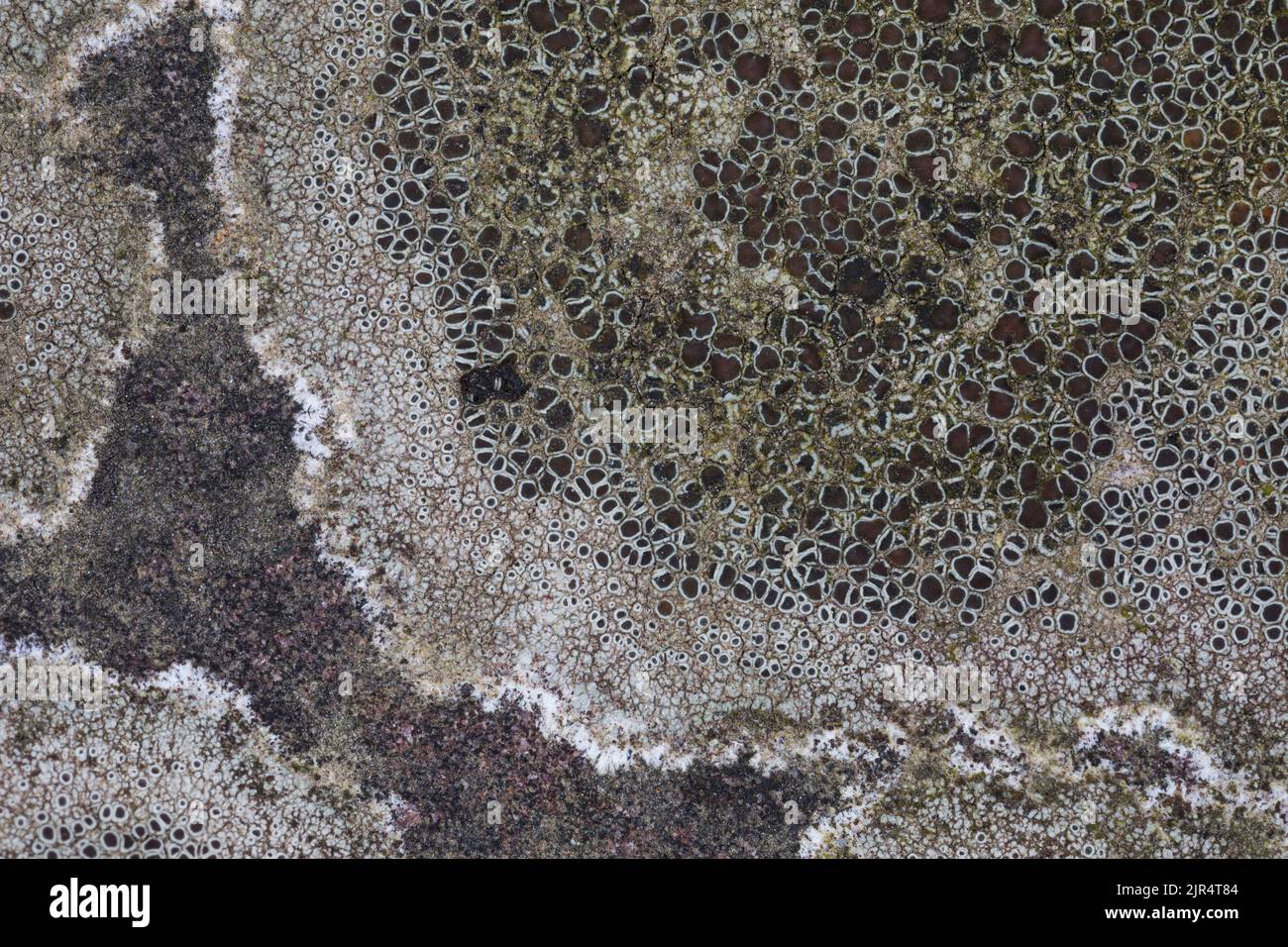 Il lichen di Crustose (Lecanora campestris), cresce su un muro, primo piano, Germania Foto Stock