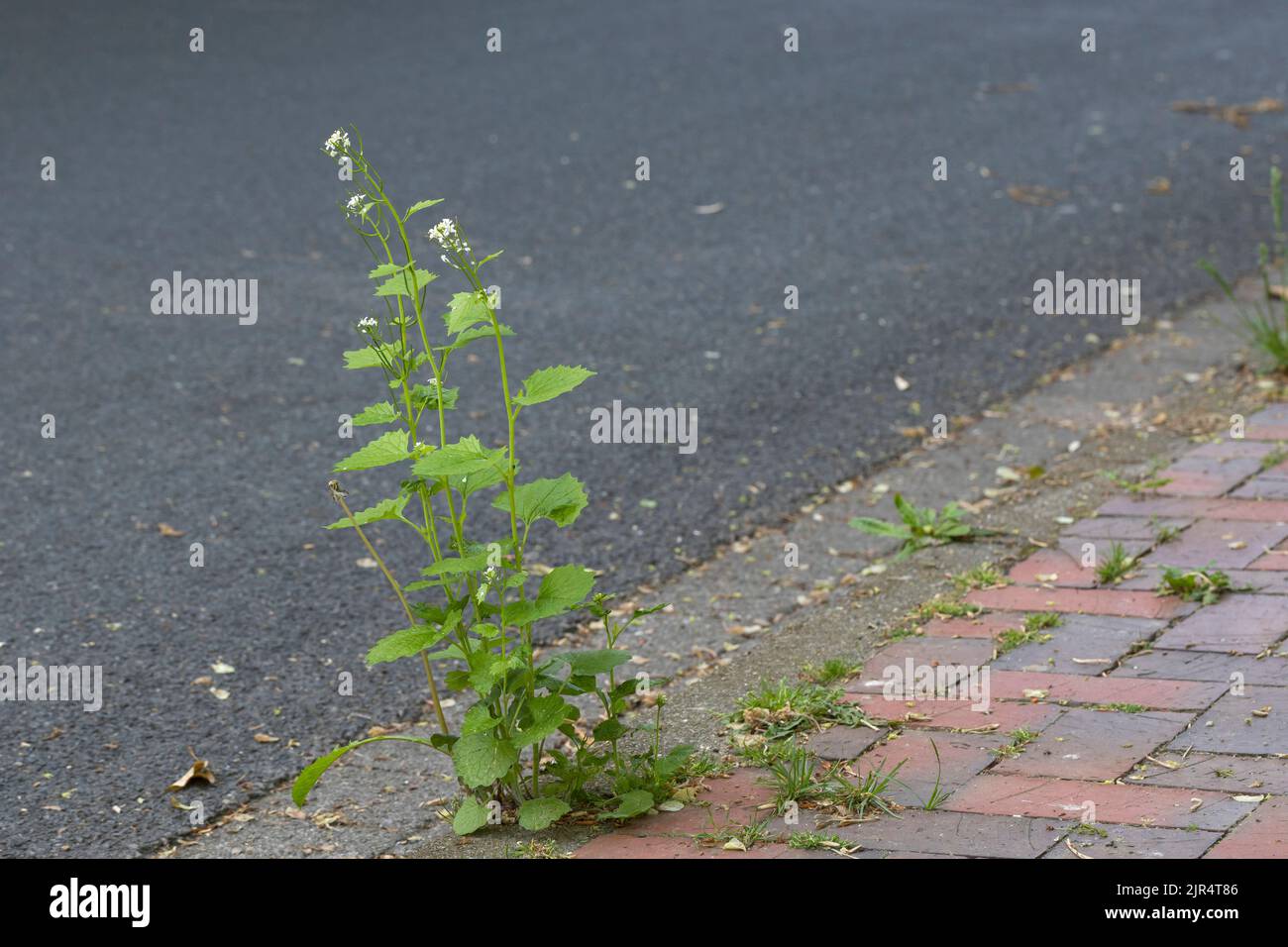 La senape all'aglio, l'aglio dell'orlo, Jack-by-the-Hedge (Alliaria petiolata), cresce in un vuoto di pavimentazione, in Germania Foto Stock