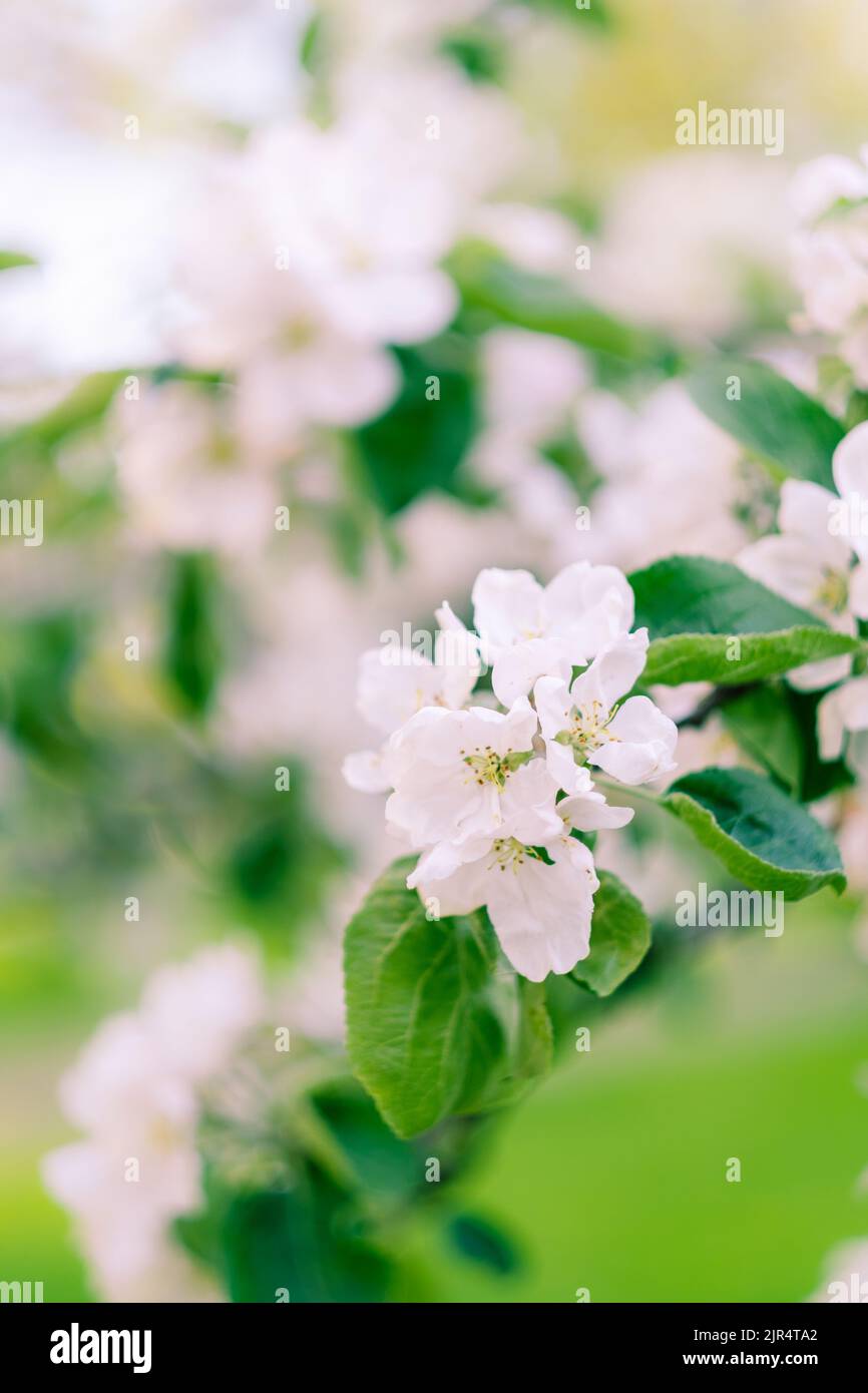 bella mela bianca fiore in giardino Foto Stock