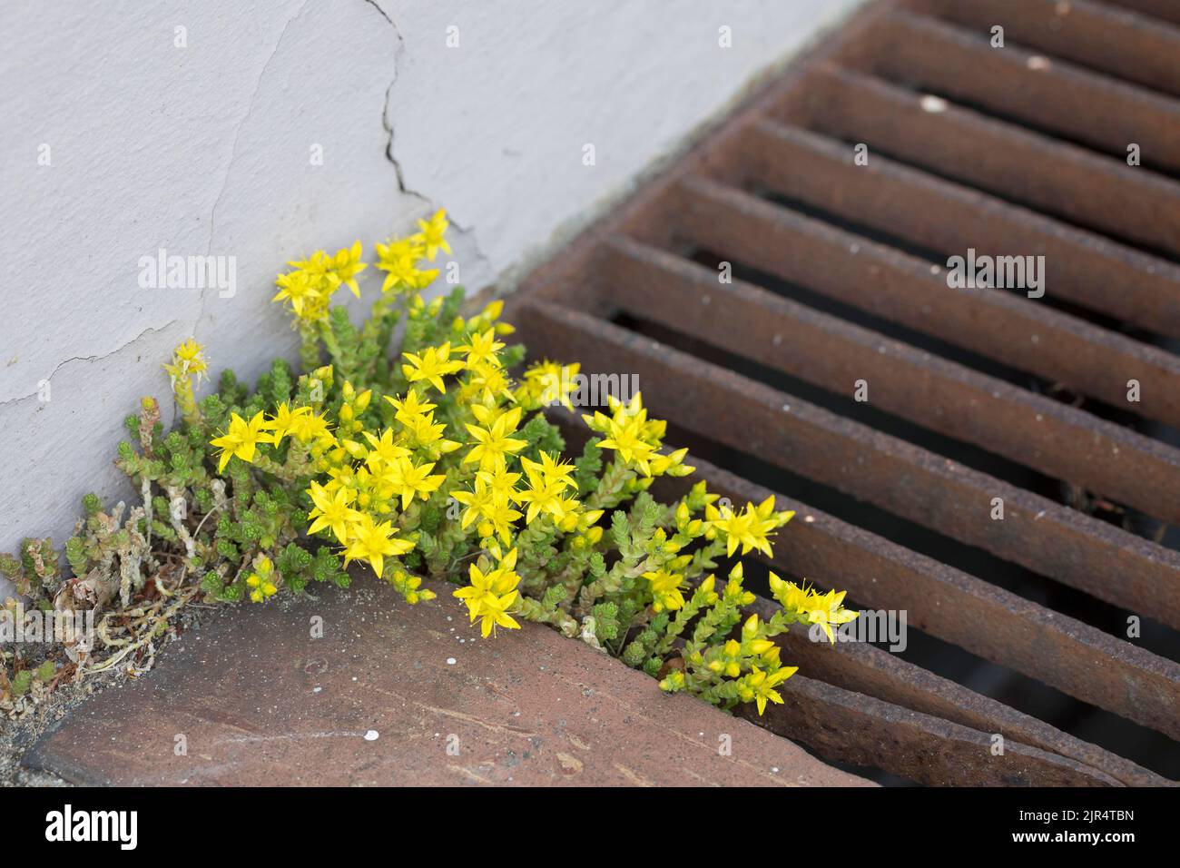 Stonecrop comune, stonecrop morente, stonecrop mossy, pepe da parete, muschio d'oro (Sedum acro), Cresce in un gap di pavimentazione, Germania Foto Stock