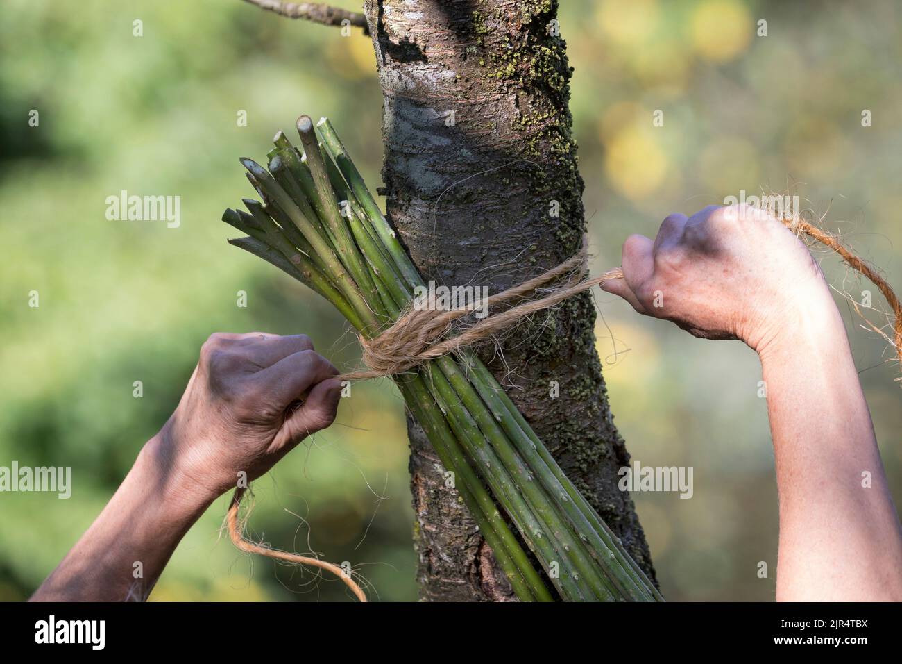 legatura di un sacchetto di nesting da ramoscelli e tendri flessibili, ausilio di nesting Foto Stock