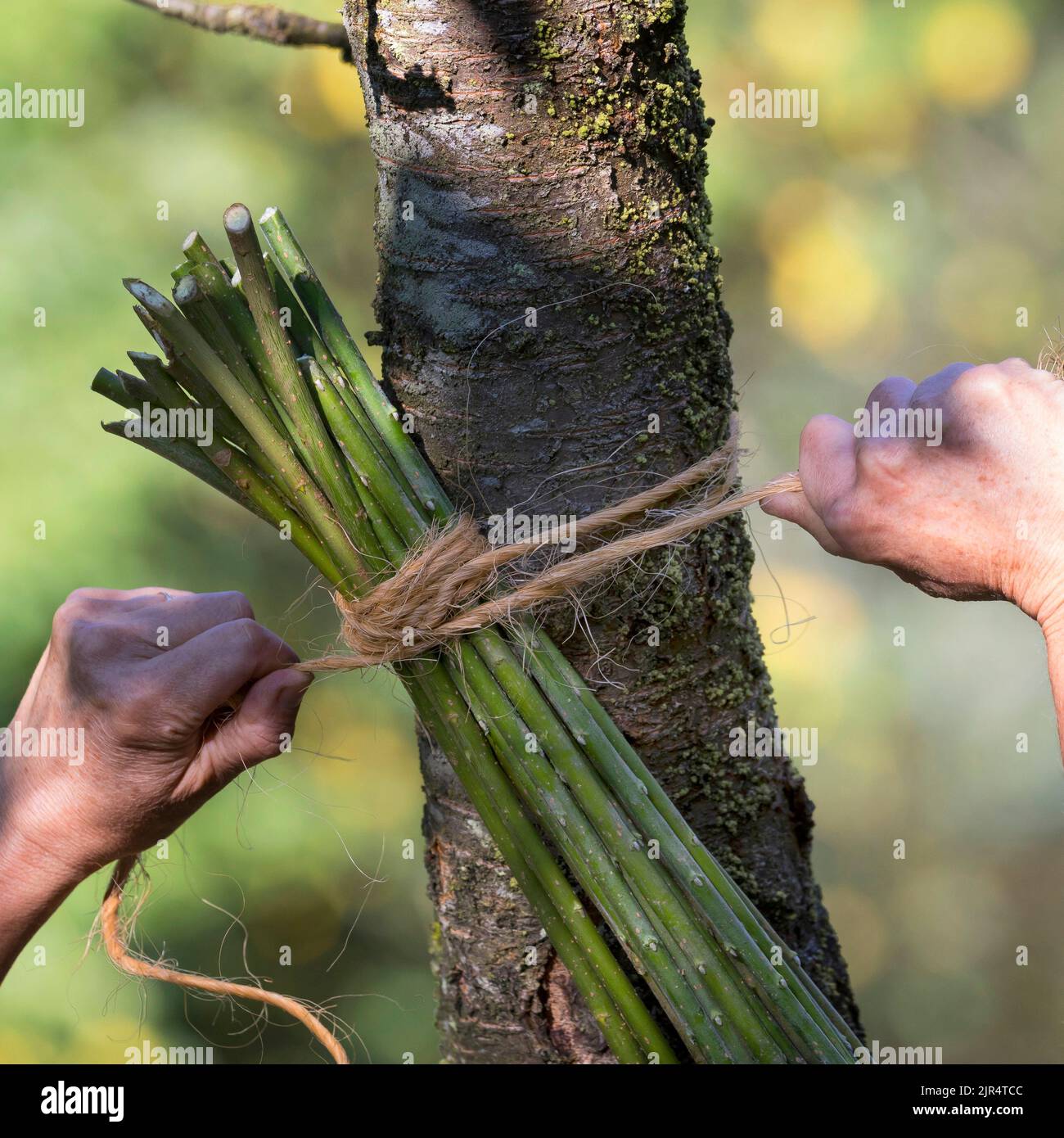 legatura di un sacchetto di nesting da ramoscelli e tendri flessibili, ausilio di nesting Foto Stock