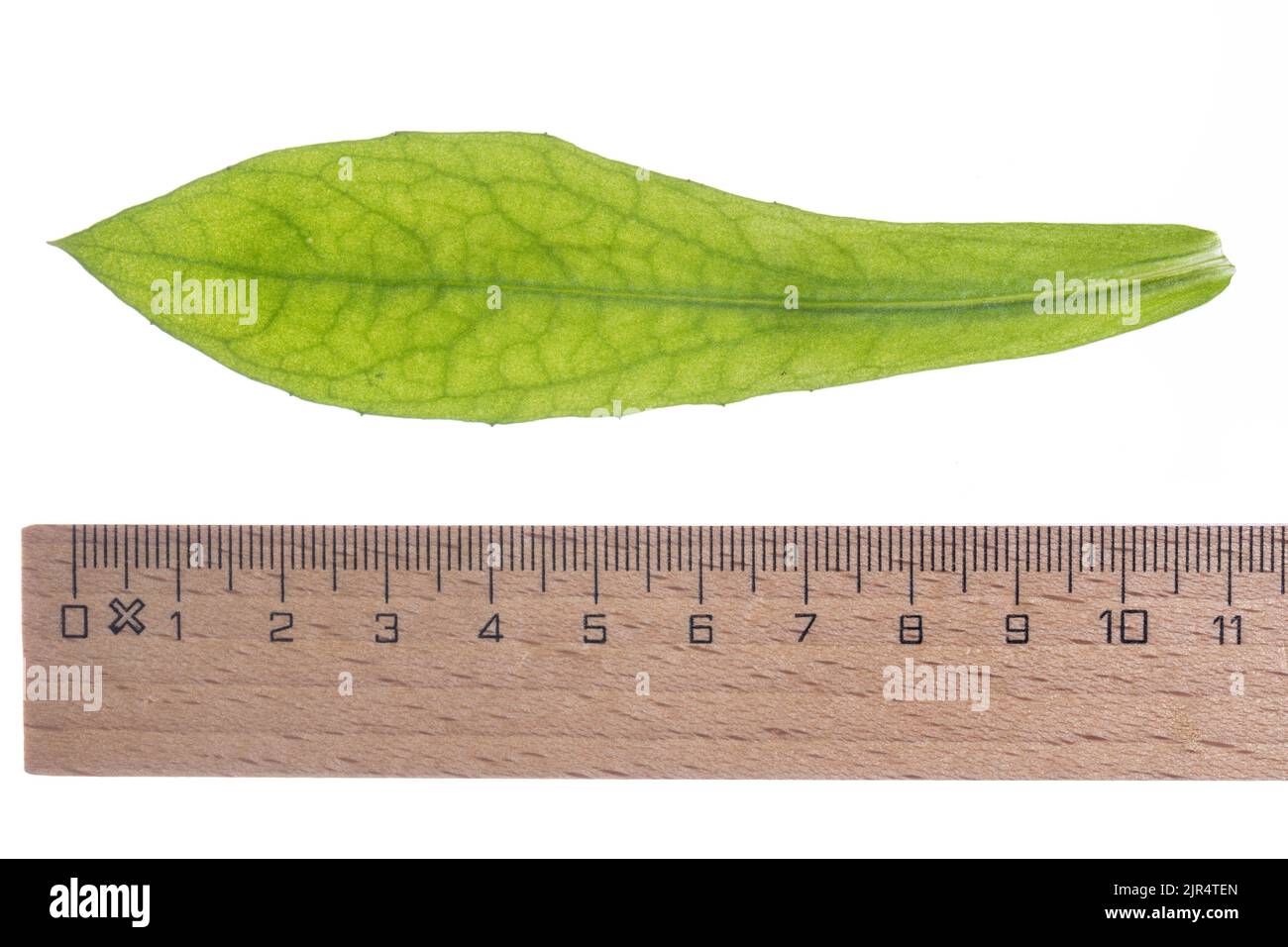 Calendula officinalis, foglia con righello, ritaglio Foto Stock