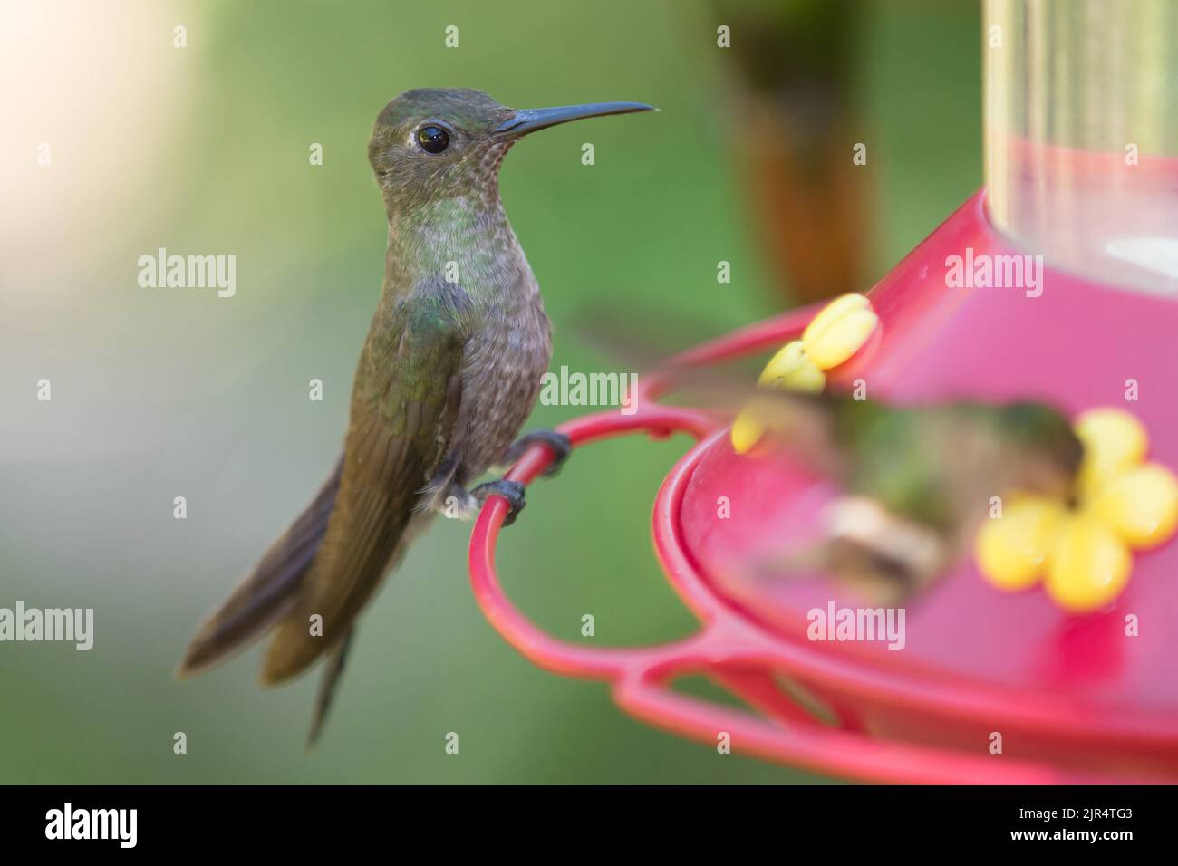 Somber hummingbird (Aphantochroa cirrocloris), presso un alimentatore di uccelli, Brasile, Mata Atlantica, Itatiaia National Park Foto Stock