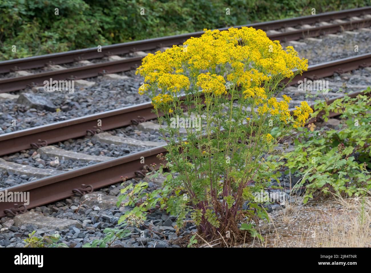 Ragwort comune, willie stinking, ragwort Tansy, ragwort Tansy (Senecio jacobaea), fiorendo vicino alle piste ferroviarie, Germania Foto Stock