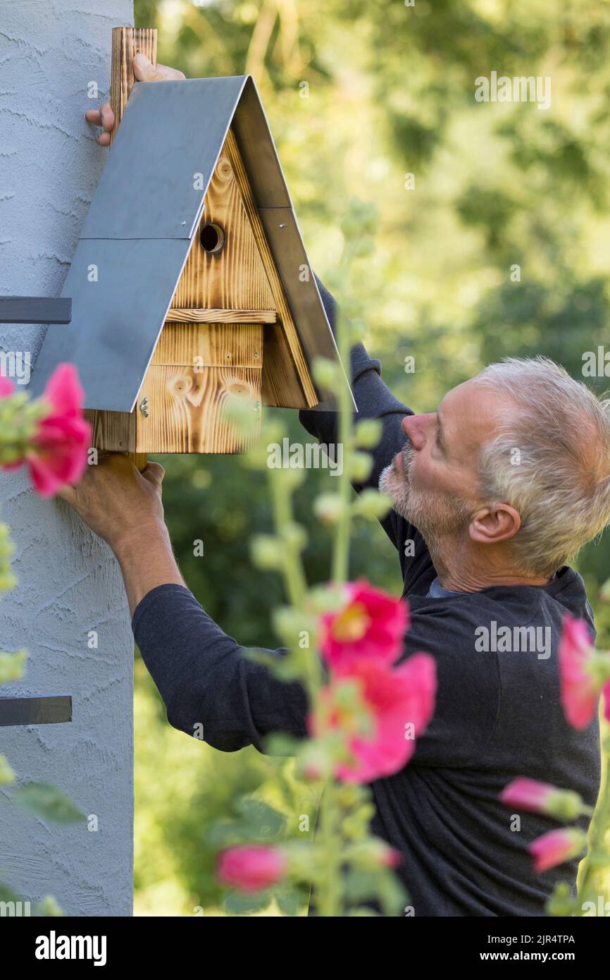 uomo che appende una casa di uccelli fatta in casa su una facciata Foto Stock