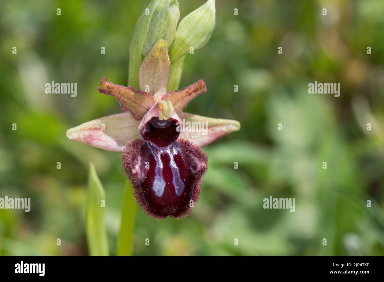 Orchidea nera (Ophrys incubacea, Ophrys atrata, Ophrys sphegodes subsp. Atrata, Ophrys aranifera var. Atrata), fiore, Croazia, Istria Foto Stock