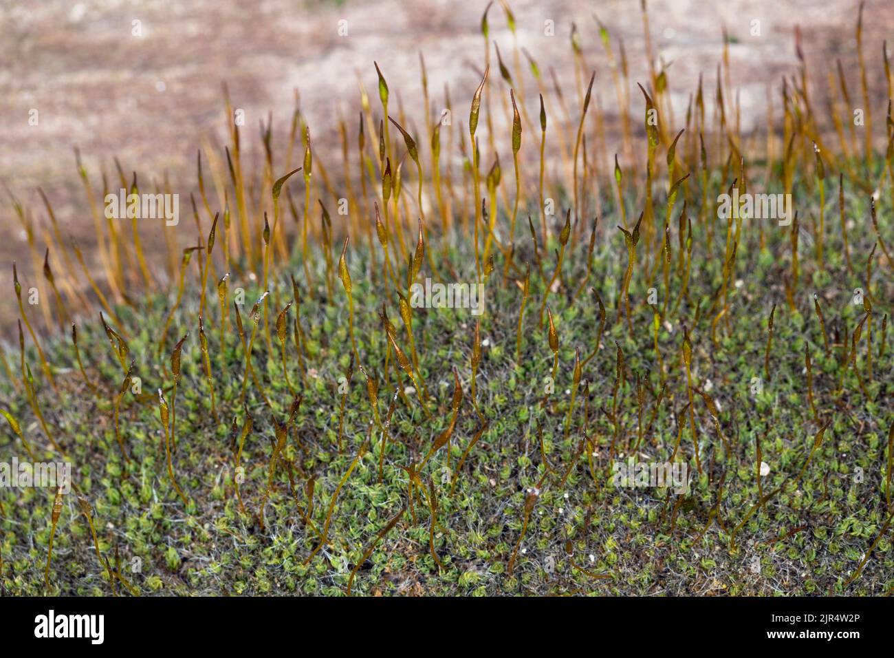 Tortula Moss, muschio a vite da parete (Tortula muralis), cresce negli spazi vuoti di un muro, Germania Foto Stock