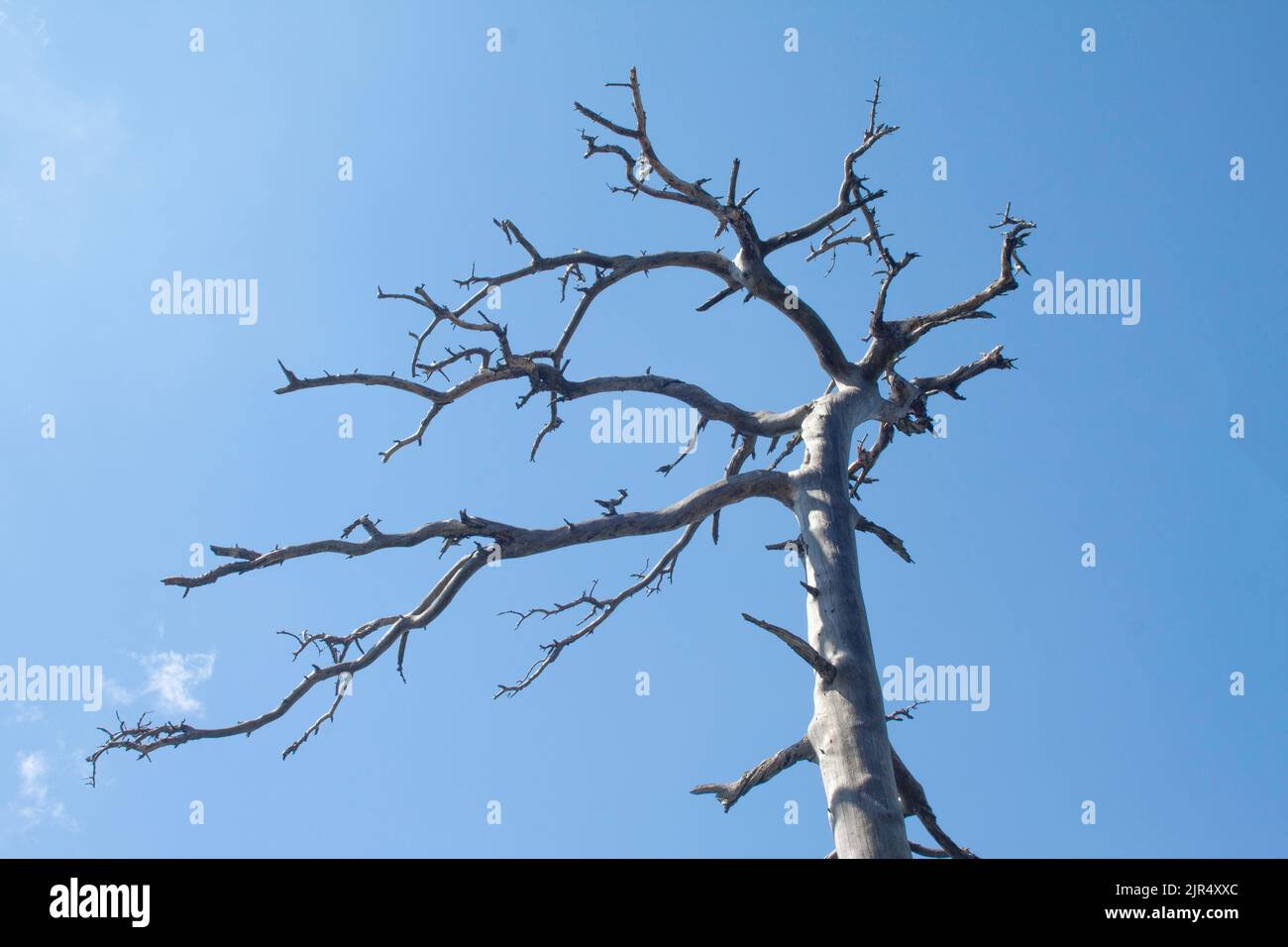 Albero secco e rami con cielo come sfondo Foto Stock