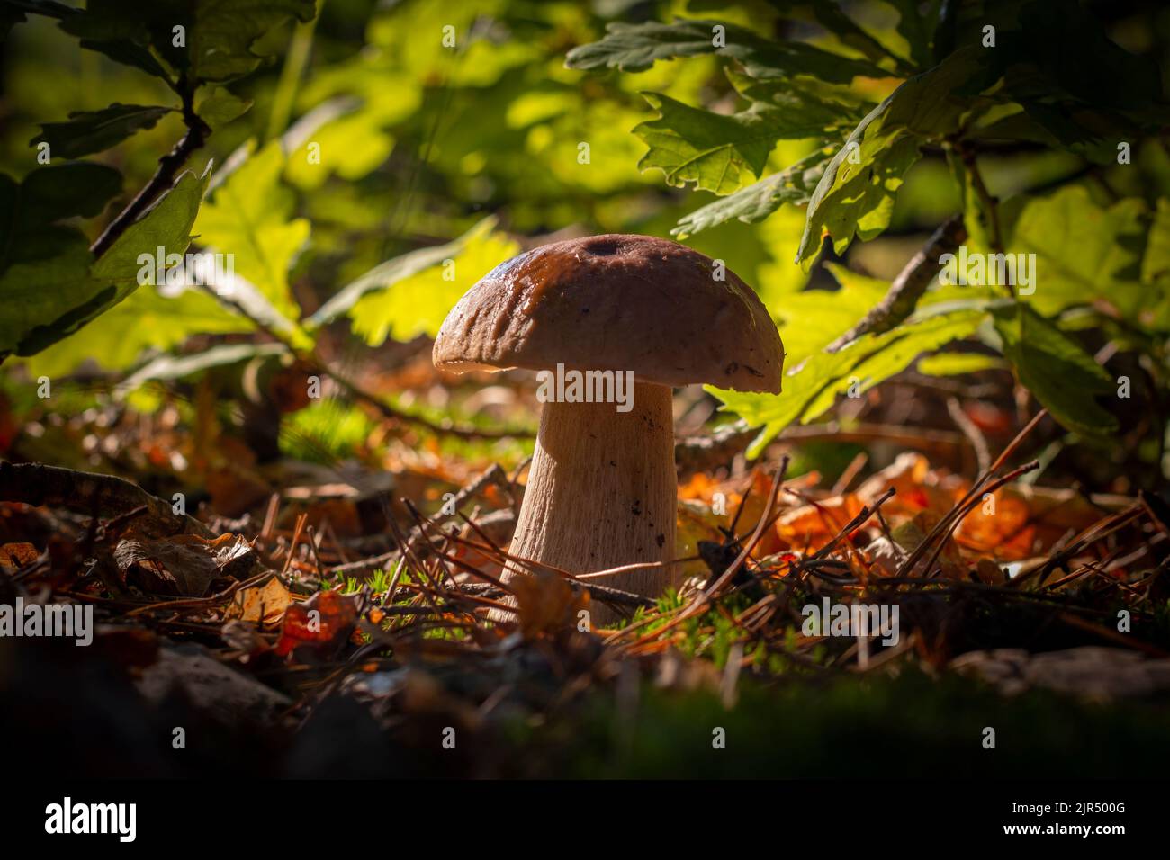 I funghi porcini di primo piano crescono nella foresta di querce