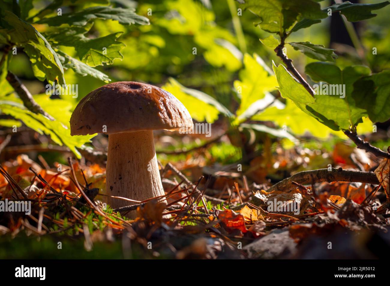 I funghi porcini di primo piano crescono in legno di quercia. Stagione autunnale raccogliere