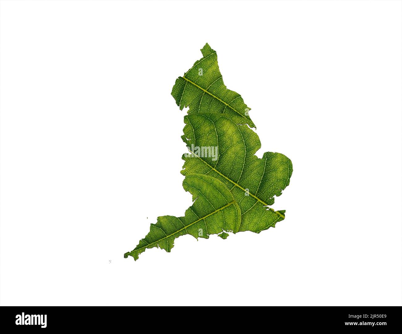 Un rendering 3D del confine dell'Inghilterra fatto di una foglia verde su uno sfondo bianco Foto Stock