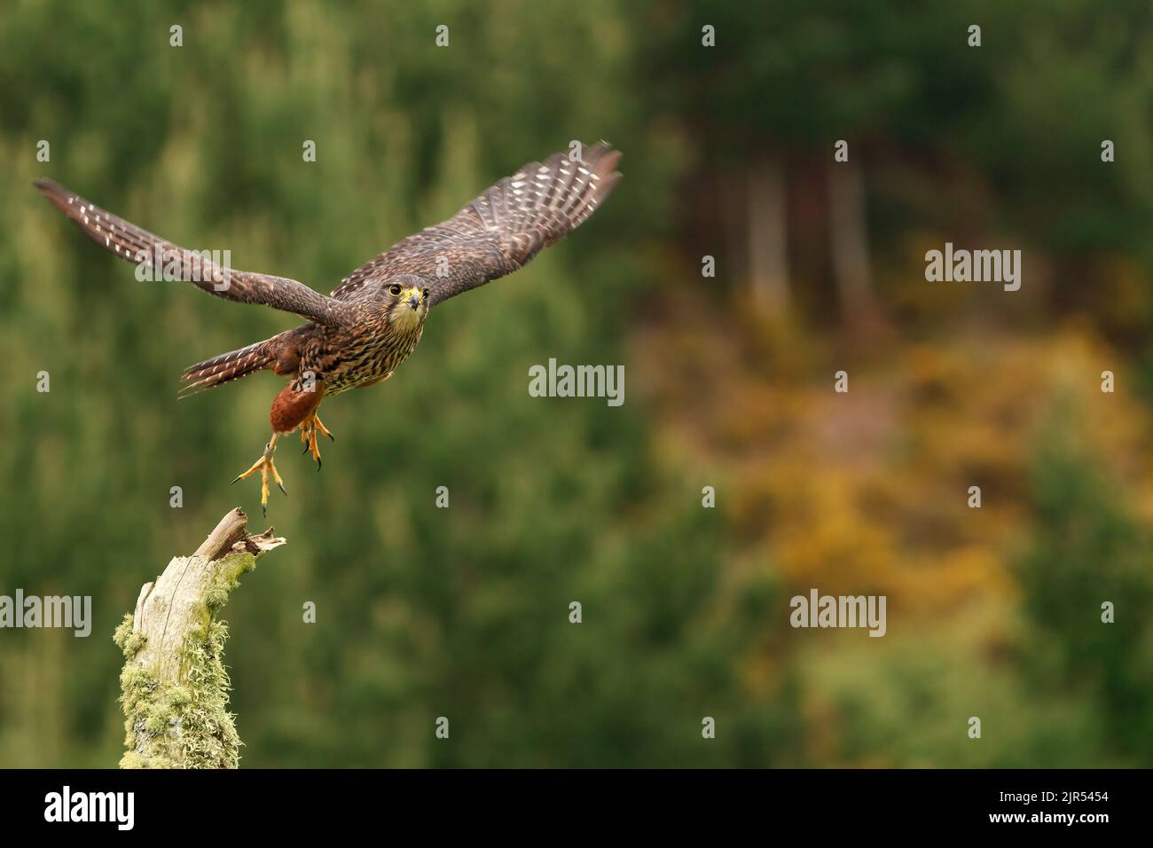 Un falco neozelandese, o karearea, prende il volo da un albero morto Foto Stock