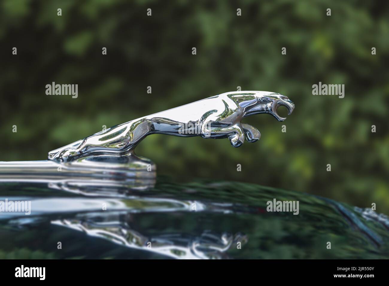 Polonia, Varsavia -18 agosto 2022. Cartello auto Jaguar, primo piano. Fregio del cofano Jaguar. Verde alberi sfondo Foto Stock