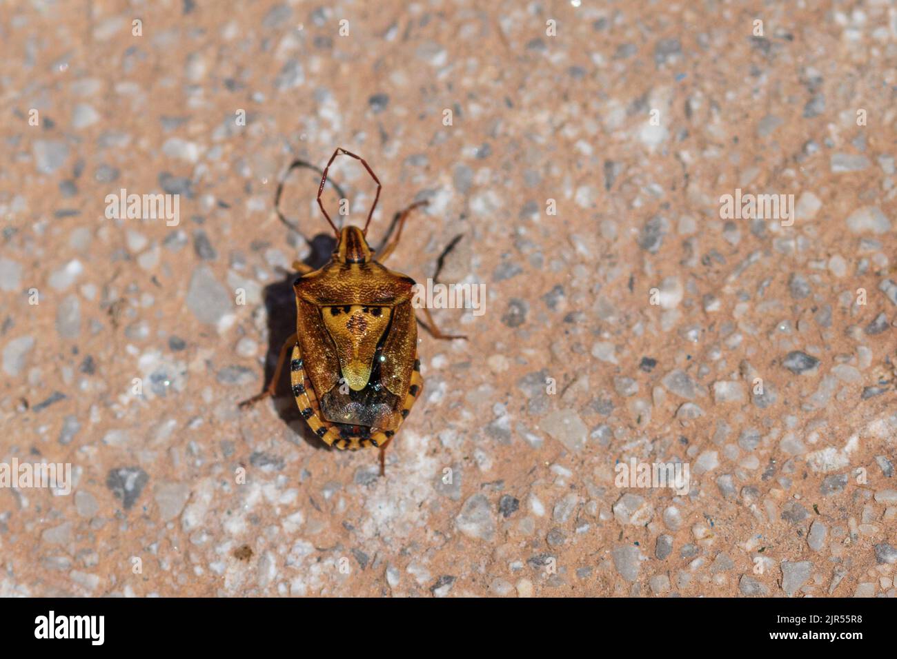 Codophila varia, Shield Bug Foto Stock