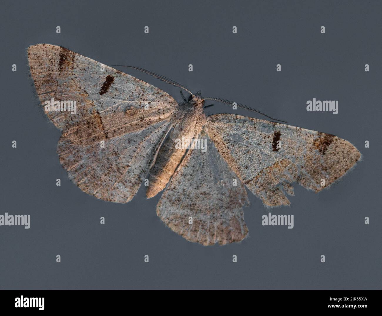 Itame vincularia Moth Foto Stock