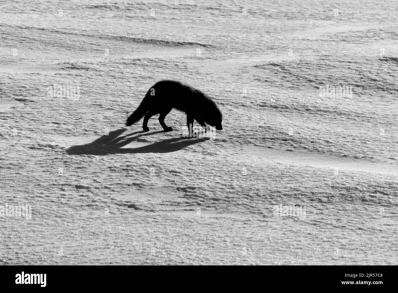 La silhouette della volpe artica camminando nella neve nella riserva naturale in Islanda Foto Stock