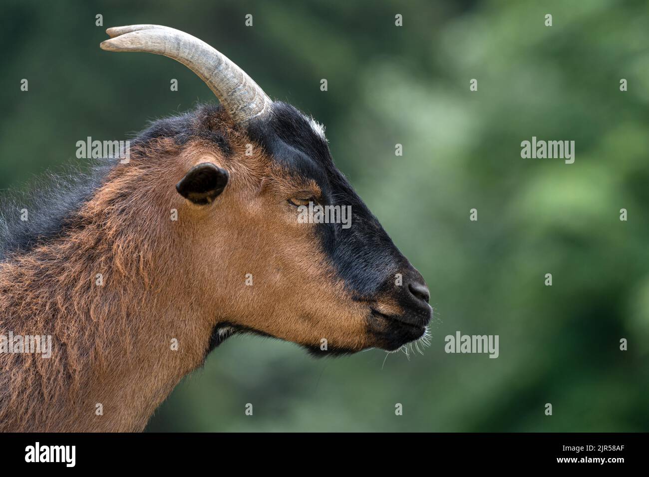 Testa di una capra nera marrone (Pigmio africano) Foto Stock