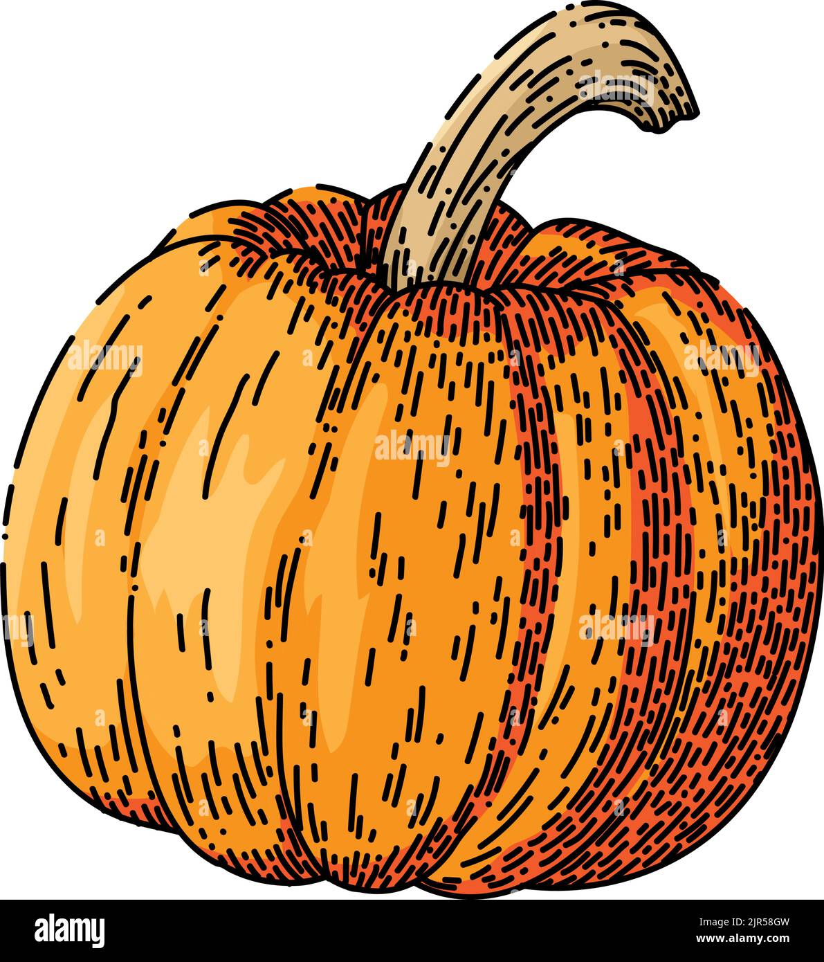 zucca arancione schizzo disegnato a mano vettore Illustrazione Vettoriale