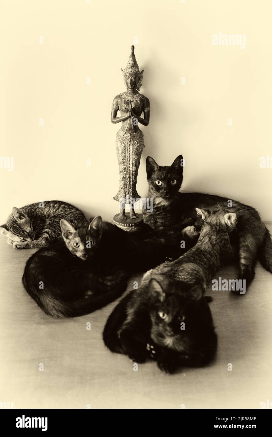 Roma, Italia: Un gruppo di gattini, insieme al loro gatto madre, dorme ai piedi di una statua del buddha Foto Stock