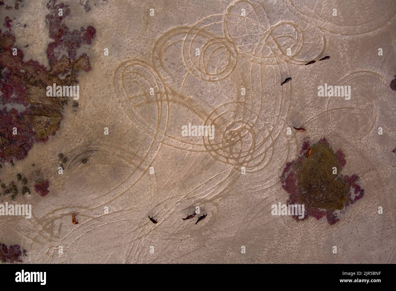 Aereo di Brumby Horses sulle saline vicino Southend Village sulla Curtis Island Queensland Australia Foto Stock