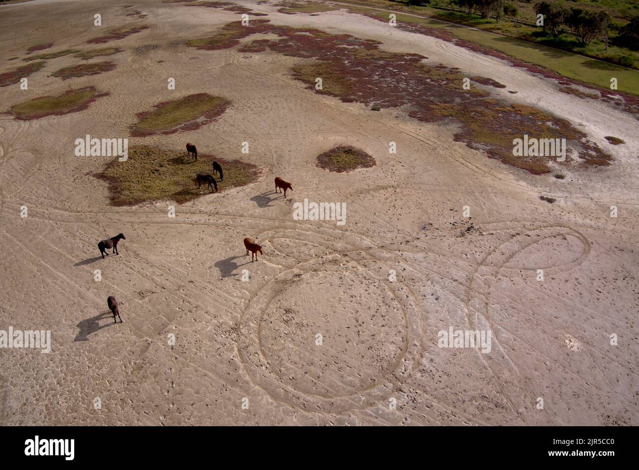 Aereo di Brumby Horses sulle saline vicino Southend Village sulla Curtis Island Queensland Australia Foto Stock