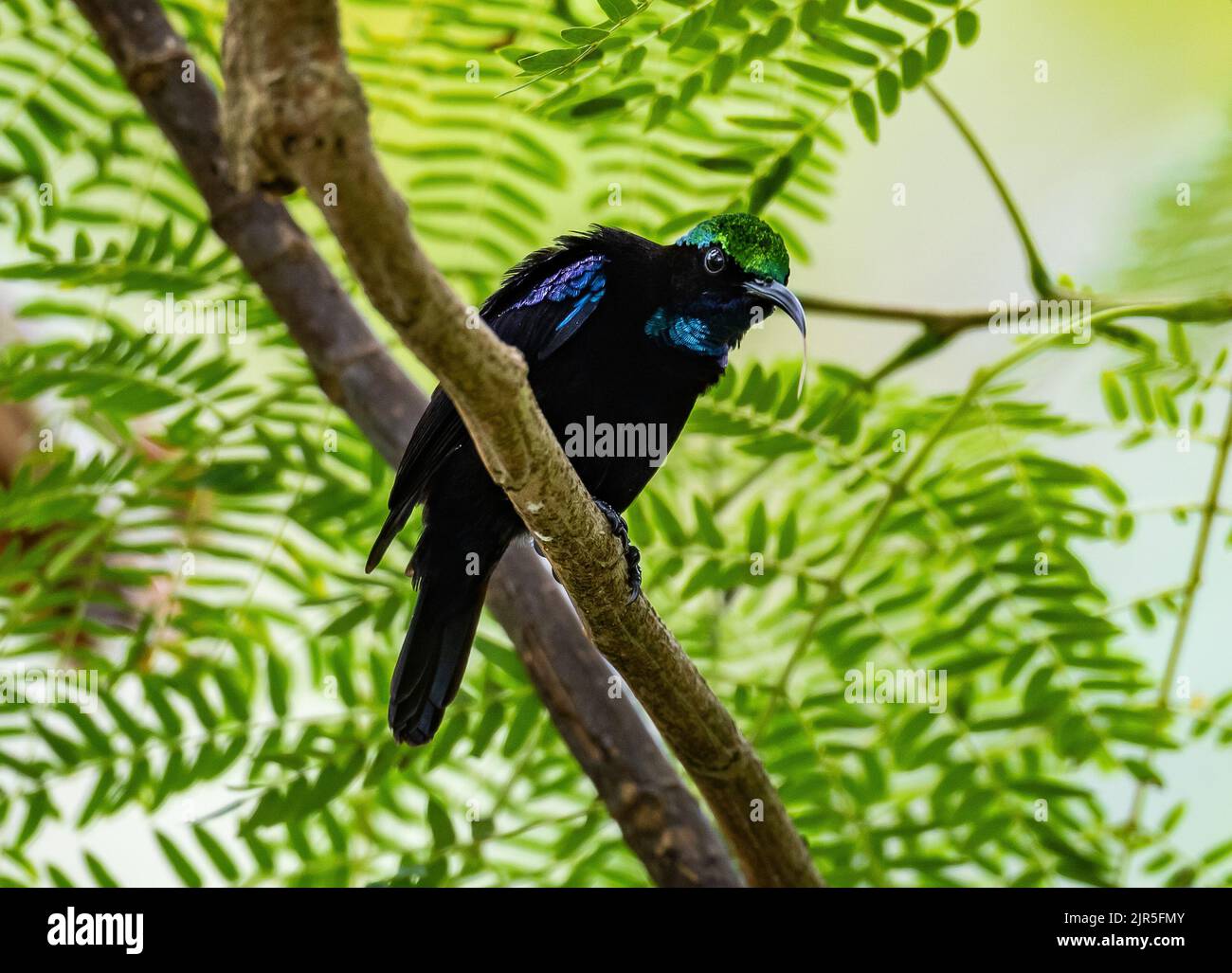 Un Sunbird Nero (Leptocoma aspasia) arroccato su un ramo. Halmahera, Indonesia. Foto Stock