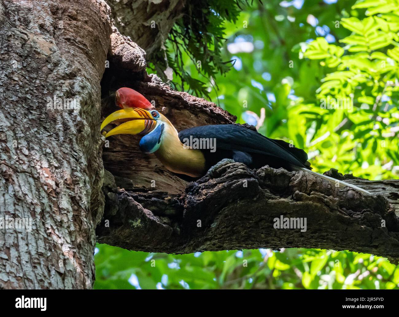 Un maschio Knobbed Hornbill (Rhyticeros cassidix) che alimenta una femmina riproduttore nel loro nido. Parco Nazionale di Tangkoko, Sulawesi, Indonesia. Foto Stock