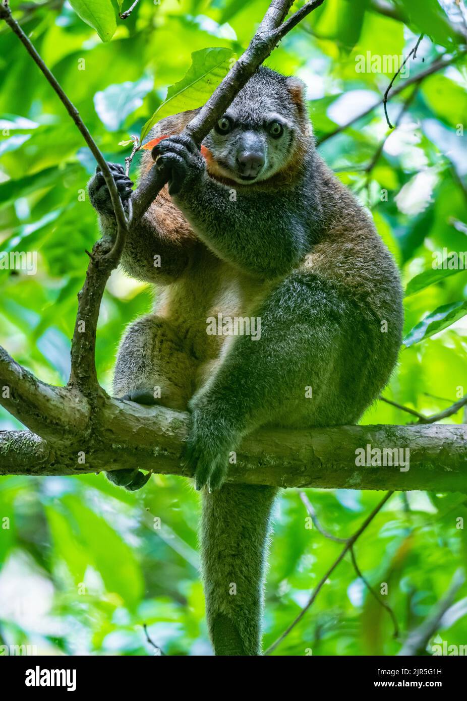 Un raro ed endemico Sulawesi Bear cus (Ailurops ursinus) marsupiale su un albero in natura. Parco Nazionale di Tangkoko, Sulawesi, Indonesia. Foto Stock