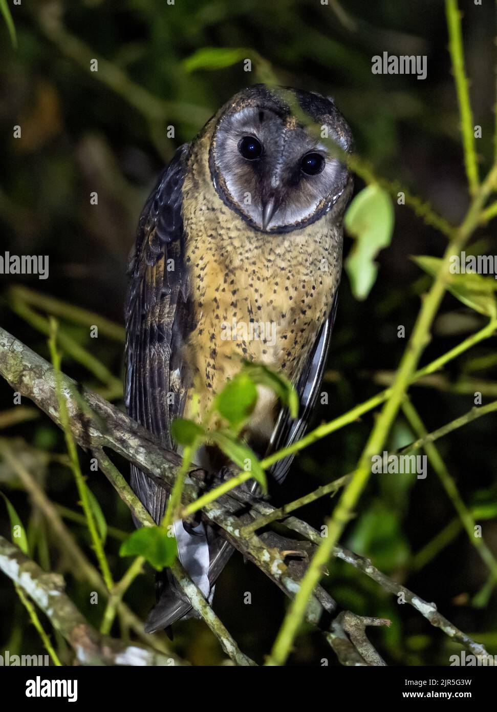 Un Sulawesi Masked-Owl endemico (Tyto rosenbergii) di notte. Sulawesi, Indonesia. Foto Stock