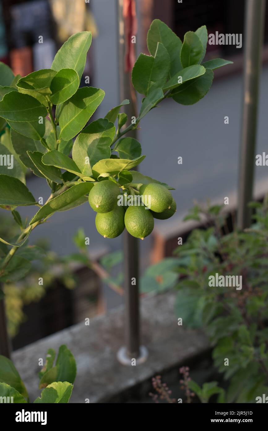 Un ramo di limoni sul tetto Foto Stock