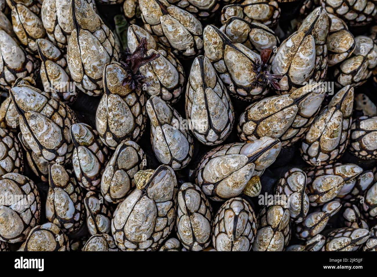 Barnacles d'oca, Pollicipes polimerus, sull'habitat roccioso a Tongue Point nell'area ricreativa di Salt Creek lungo lo stretto di Juan de Fuca, Penins Olimpici Foto Stock