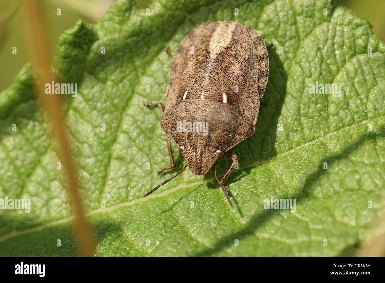 Primo piano dettagliato sul bug europeo della tartaruga, Eurygaster testudinaria, seduto su una foglia verde Foto Stock