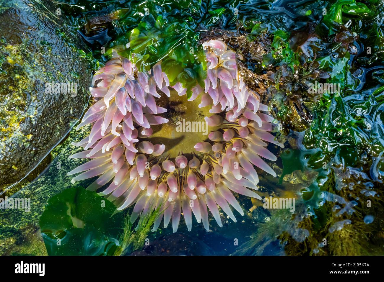 Sepolto Anemone, Urticina coriacea, a Tongue Point nella Salt Creek Recreation Area lungo lo stretto di Juan de Fuca, Olympic Peninsula, Washington state Foto Stock