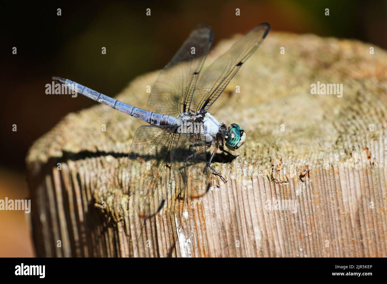 Gran Blue Skimmer Dragonfly, Libellula vibrans, seduto su un palo di recinzione Foto Stock