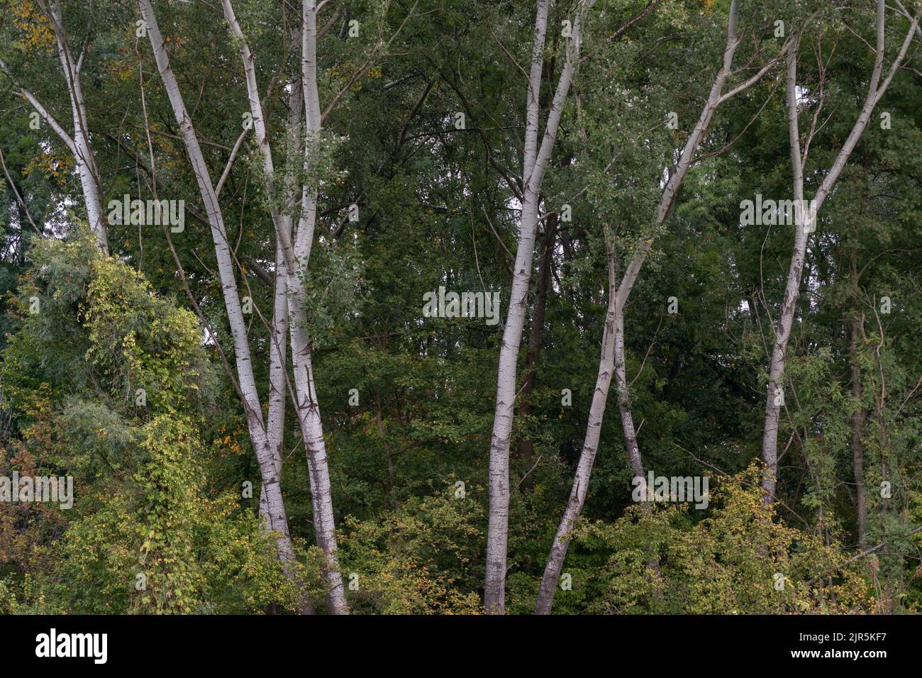 Alberi di pioppo europei con un colore di corteccia d'argento ai margini della foresta all'inizio dell'autunno Foto Stock