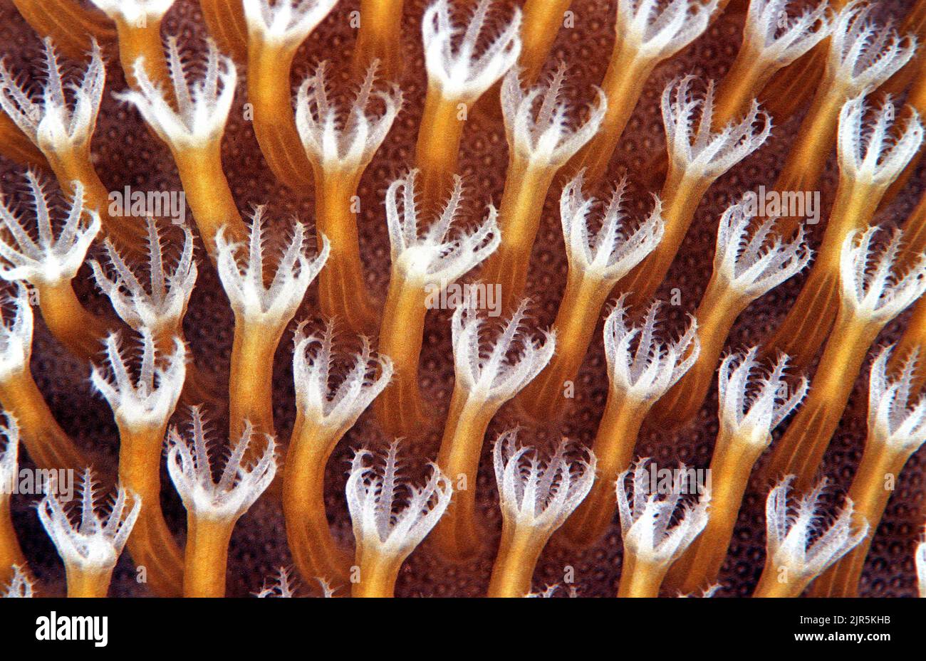 Particolare (polipi) di un corallo di pelle (Sarcophyton trophiliophorum), Maldive, Oceano Indiano, Asia Foto Stock